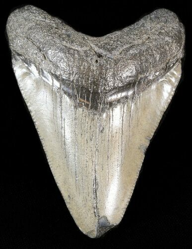 Bargain Megalodon Tooth - South Carolina #43628